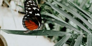 Πεταλούδα πάνω σε φύλλο