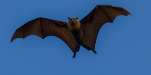 Τι να κάνετε όταν μια νυχτερίδα μπαίνει στο σπίτι σας