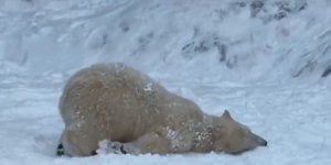 Πολικές αρκούδες βλέπουν για πρώτη φορά χιόνι
