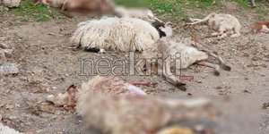 Νεκρά πρόβατα από επίθεση αδέσποτων σκύλων στο Ηράκλειο