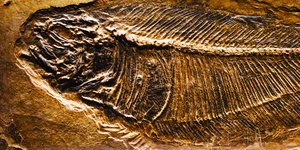 Απολίθωμα προϊστορικού ψαριού 