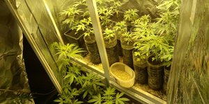 Εντοπίστηκε εργαστήριο υδροπονικής κάνναβης στη Ρόδο