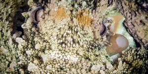 Η ικανότητα του χταποδιού να εξαφανίζεται μπροστά στα μάτια ενός θηρευτή αποτελεί εδώ και δεκαετίες μια από τις πιο εντυπωσιακές επιδείξεις «ζωντανής μηχανικής» στη φύση / SHUTTERSTOCK