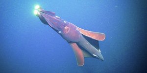 Ένα καλαμάρι μήκους άνω των δύο μέτρων και βάρους περίπου 60 κιλών διαθέτει τα μεγαλύτερα όργανα παραγωγής φωτός που έχουν καταγραφεί ποτέ σε ζώο / WIKIPEDIA