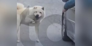 Σκύλος αυτοκίνητο