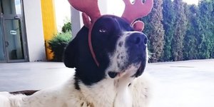 Ο σκύλος στην Τουρκία που βρήκε τραγικό θάνατο 