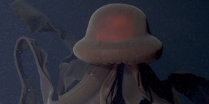 Γιγάντια μέδουσα