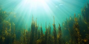 Θάλασσα Σαργασσλων