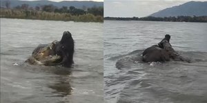 Η μάχη του βούβαλου με τον κροκόδειλο στα νερά του ποταμού Ζαμβέζη
