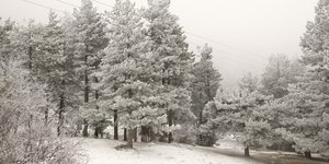 Χιονισμένη Πάρνηθα