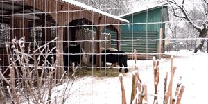 Zωολογικός κήπος Κίεβο