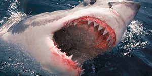 Μέσα σε μόλις 48 ώρες, τέσσερα περιστατικά με καρχαρίες κατά μήκος της ανατολικής ακτής της Αυστραλίας προκάλεσαν σοκ στην κοινή γνώμη / WIKIPEDIA