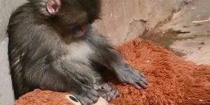 O μικρός πίθηκος που κοιμάται αγκαλιά με λούτρινο ουρακοτάγκο επειδή τον εγκατέλεψει η μητέρα του 