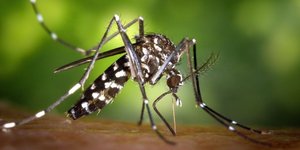 To ασιατικό κουνούπι-τίγρης παίζει καθοριστικό ρόλο στην εξάπλωση του ιού Τσικουνγκούνια 