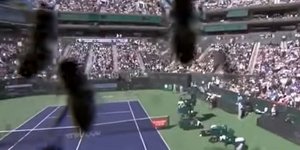 Σμήνος μελισσών σταματά αγώνα τέννις 