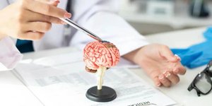 Επιστήμονας δείχνει τους τομείς του εγκεφάλου που επηρεάζονται από τη νόσο Αλτσχάιμερ