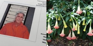Αρχεία της υπόθεσης Τζέφρι Έπσταϊν δείχνουν ότι διατηρούσε κήπο με τοξικά φυτά του γένους brugmansia