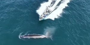 Η στιγμή της σύγκρουσης του αλιευτικού σκάφους με τη φάλαινα στην Κίνα