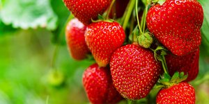 Πώς συνδέθηκαν οι φράουλες με τον Αγιο Βαλεντίνο