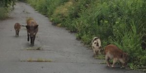 Υβρίδια χοίρων - αγριόχοιρων στη ζώνη εκκένωσης της Φουκουσίμα 