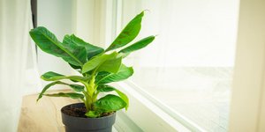 Ένα φυτό εσωτερικού χώρου που λατρεύει την υγρασία και επιβιώνει πανεύκολα