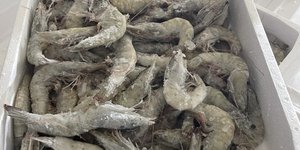 Περιφέρεια Αττικής: Κατασχέθηκαν 5,6 τόνοι ακατάλληλων τροφίμων 