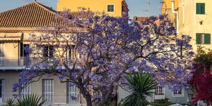 Εντυπωσιακό μωβ δέντρο γιακαράντα