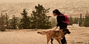 Αφρικανική σκόνη σκυλος