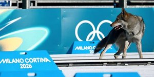 Λυκόσκυλο σε πίστα σκι στο Μιλάνο