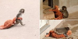 Ο Punch και η viral ιστορία του