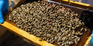 Κυψέλες στο Μινιόν