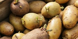 Πατάτες με φύτρες