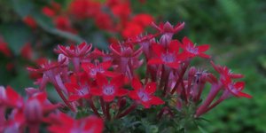 Το ιδανικό φυτό για να δώσει χρώμα και ζωή στον κήπο με ελάχιστη φροντίδα