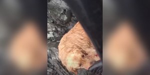 σκυλάκι Περού