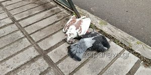 Τα νεκρά περιστέρια