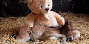 Ένα ορφανό πουλάρι με το όνομα Breeze κουρνιάζει αγκαλιά με μια αρκουδάκι στο Καταφύγιο Ιπποειδών και Πουλαριών στο Ντέβον, Αγγλία 