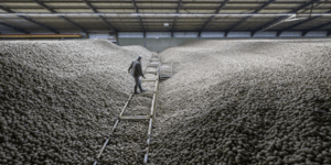 Xιλιάδες τόνοι πατάτας πλημμύρισαν αποθήκες και αγροτικές εγκαταστάσεις, αφήνοντας τους παραγωγούς με πλεόνασμα που δεν μπορούσε να απορροφηθεί από την αγορά / ΑΡ