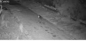 Σκύλος πετάει απορρίματα