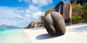 Σπόροι κοκοφοίνικα