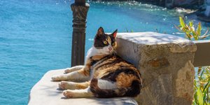 Γάτα στη Σύρο 