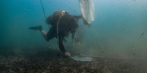 . Τα λιβάδια Ποσειδωνίας εκπέμπουν SOS