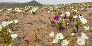 Η έρημος Ατακάμα, στη βόρεια Χιλή, παρουσιάζεται συχνά ως το πιο ξηρό μέρος του πλανήτη / SHUTTERSTOCK