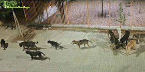 H αγέλη σκύλων