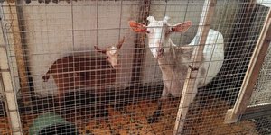 Υπό άθλιες συνθήκες εκτρέφονταν τα ζώα στον 16ο όροφο πολυκατοικίας στους Αμπελόκηπους