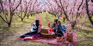 Οι ανθισμένες ροδακινιές της Βέροιας συγκέντρωσαν και φέτος χιλιάδες τουρίστες 