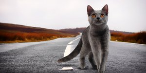 Η πρόσφατη ανασκόπηση ερευνών μας έδειξε ότι το να κρατάτε τη γάτα σας μέσα στο σπίτι δεν είναι μόνο καλό για την άγρια ζωή — είναι πολύ πιο ασφαλές και για την ίδια / SHUTTERSTOCK