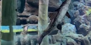 To μικρό χαρούμενο πλέον ψάρι