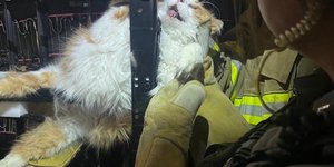 Γάτα σφήνωσε σε πολυθρόνα προσπαθώντας να αποφύγει μια επίσκεψη στον κτηνίατρο