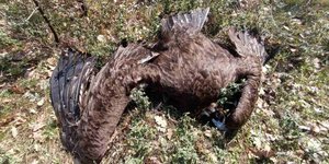 Δηλητηριασμένοι μαυρογύπες στο δάσος της Δαδιάς 