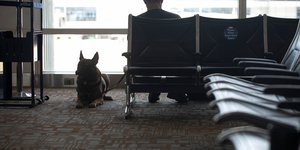 Ελλάδα, Ντουμπάι, Έλληνες, επαναπατρισμός, κατοικίδια